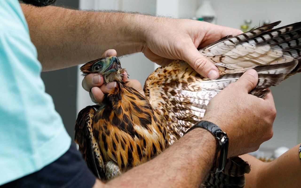 In einer Wildtierstation können Fachleute verletzte Tiere medizinisch untersuchen.