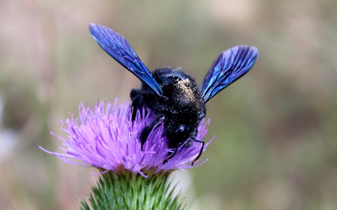 Grosse blaue Holzbiene