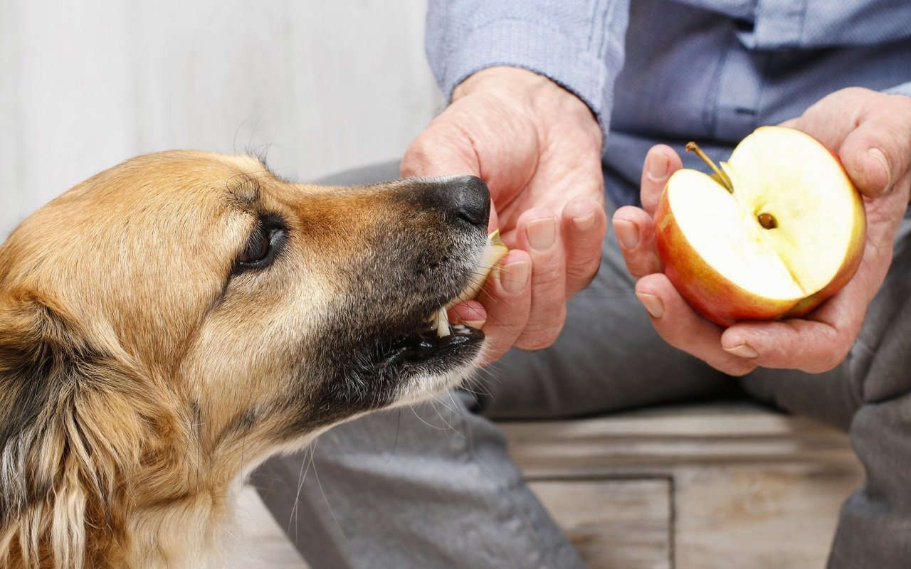 Ein Apfel (ohne Kernen) darf dem Hund als Snack ohne Bedenken angeboten werden. 