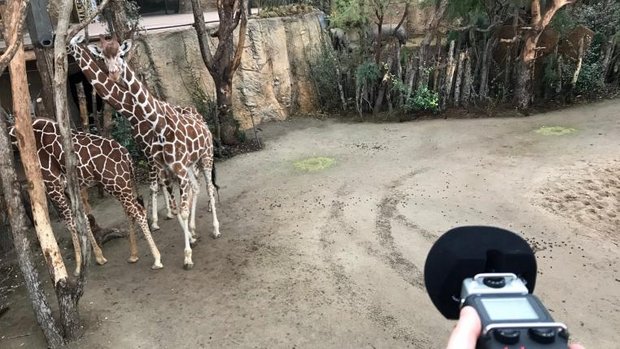 Podcasts im Zoo Zürich