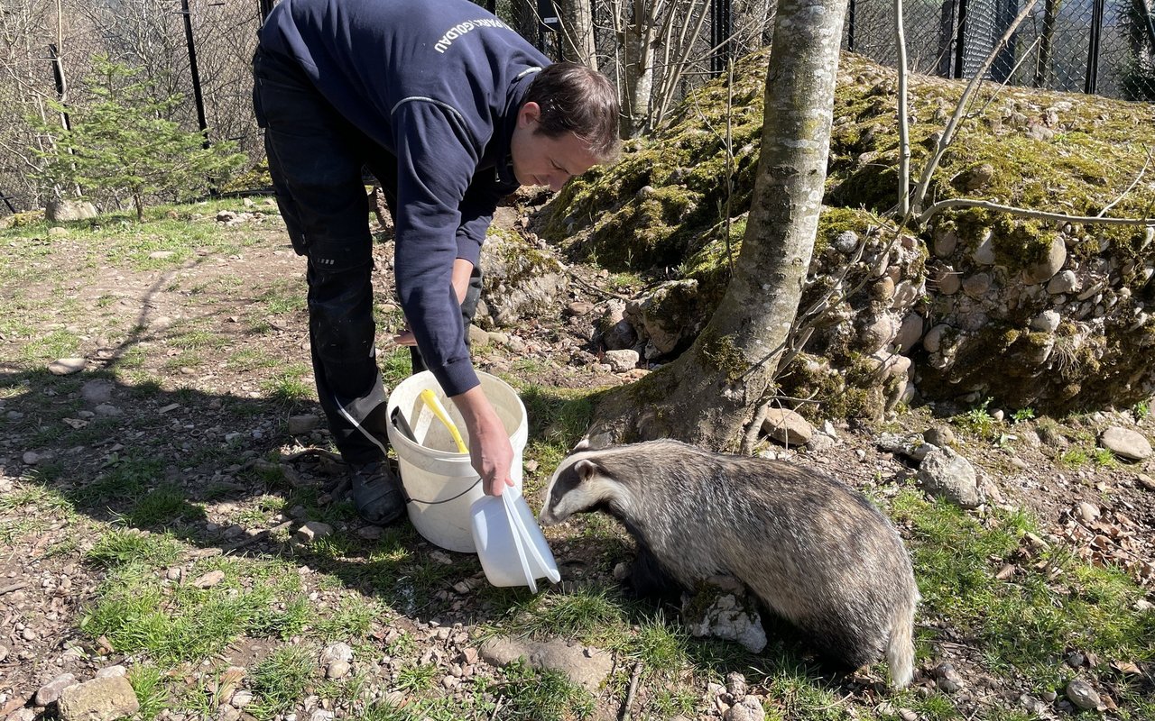 Ist Reviertierpfleger René Gisler mit dem Frühstück, im Anmarsch, dann sputen sich die Dachse des Tierparks Goldau.