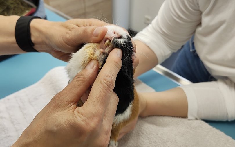 Viele Meerschweinchen kommen mit Zahnproblemen in die Praxis.