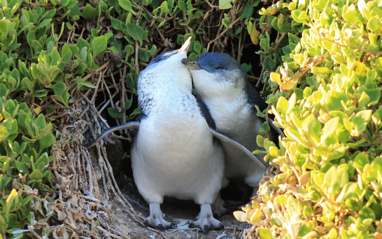 Zwergpinguine sind die Winzlinge in der Welt der Pinguine und besiedeln Australien und Neuseeland. 