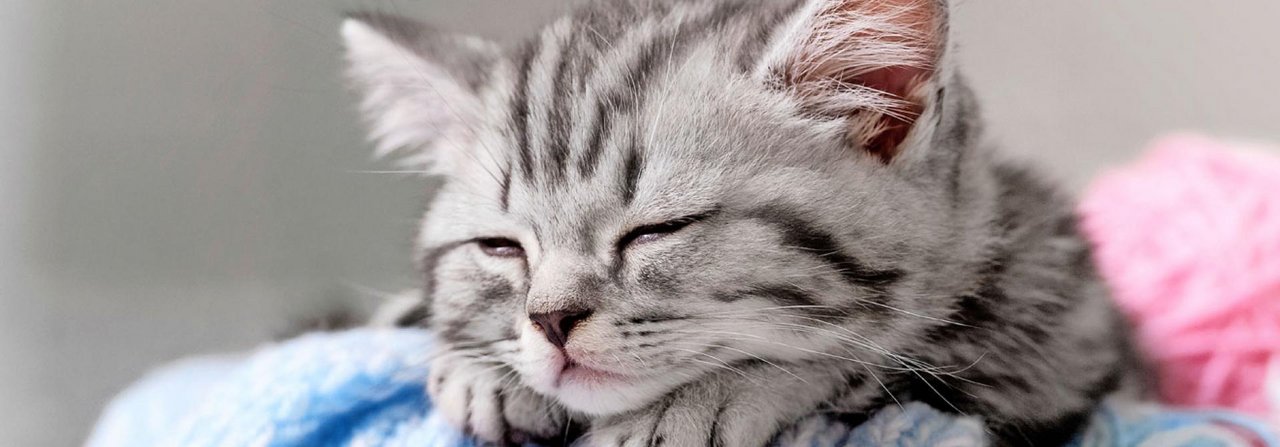 Dass Katzenwelpen viel schlafen, ist normal.