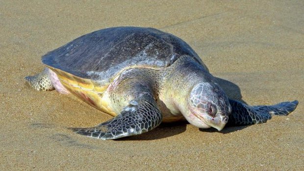 Oliv-Bastardschildkröte am Strand