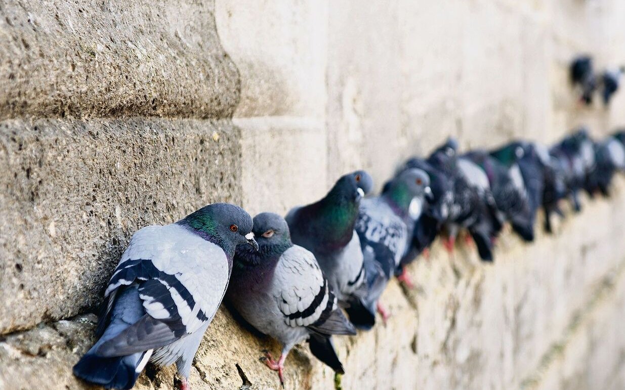 Haben Tauben in Städten Schläge, halten sie sich weniger an Gebäuden auf. 
