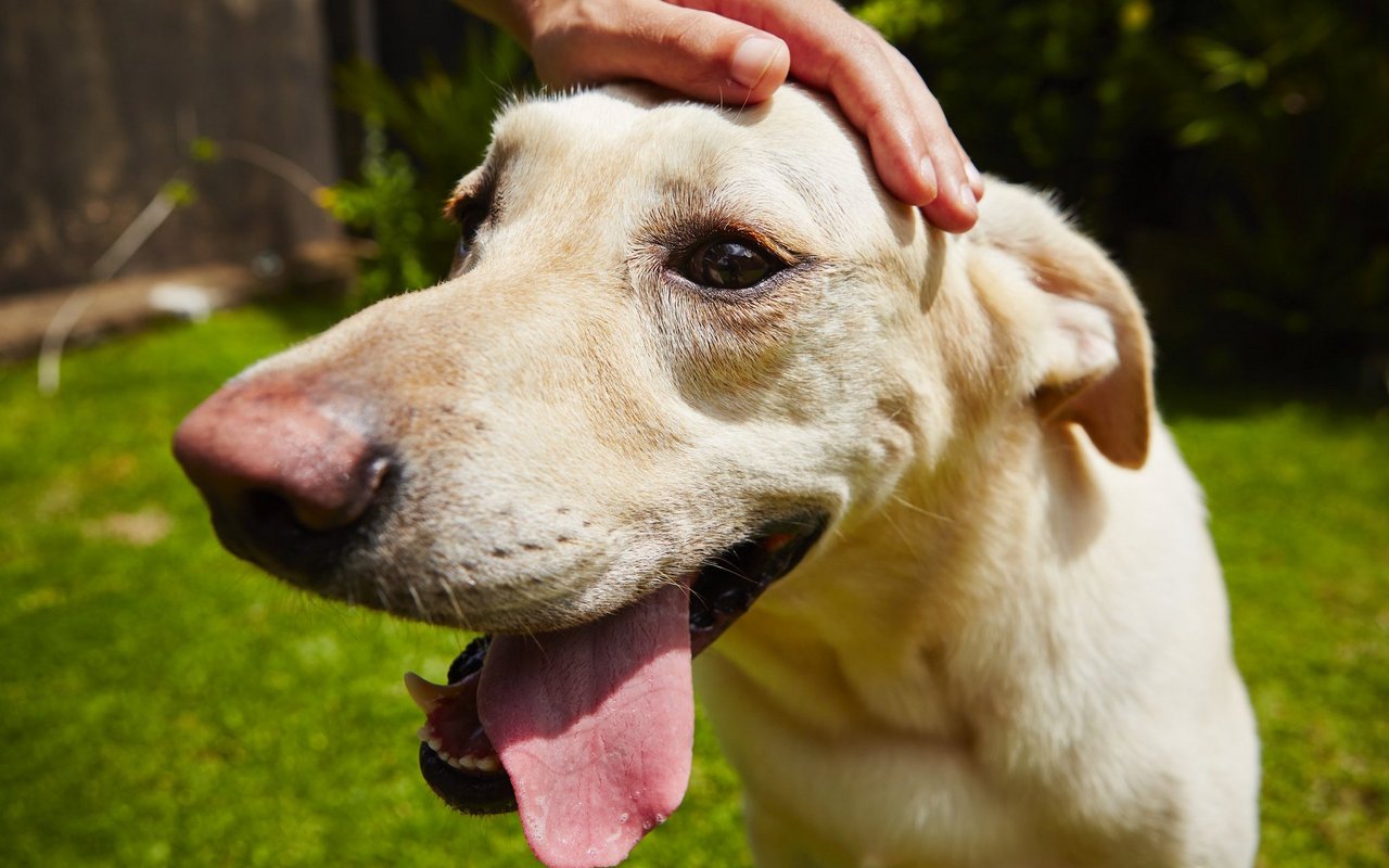 Bei hohen Temperaturen sollte man seinen Hund bestmöglich unterstützen. 