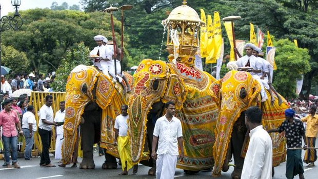 Elefanten bei einer Zeremonie in Sri Lanka