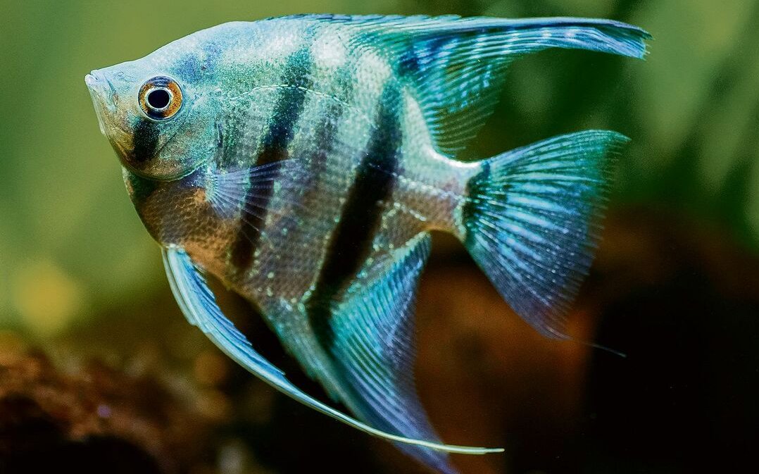 Ein Skalar zieht seine Runden im Aquarium. 