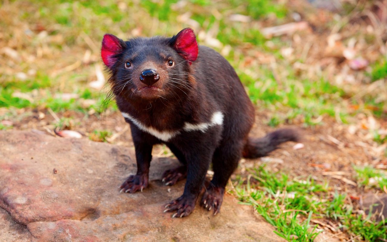 Die Population der Tasmanischen Teufel in Australien nimmt wieder zu. 