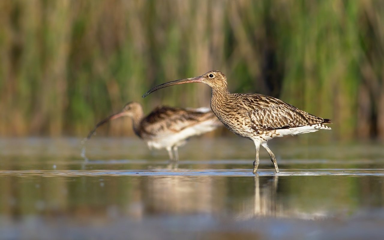 Grosse Brachvögel sind in der Schweiz als Brutvögel ausgestorben. Auch als Wintergäste sind sie spärlich und können mit etwas Glück am Klingnauer Stausee beobachtet werden.