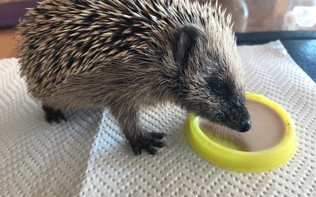 Wenn man einen Igel findet, darf man ihm Katzenfutter ohne Sauce oder ungewürztes Rührei anbieten. 