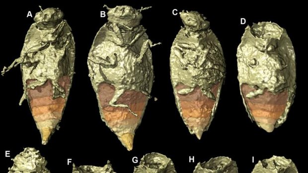 Triamyxa coprolithica