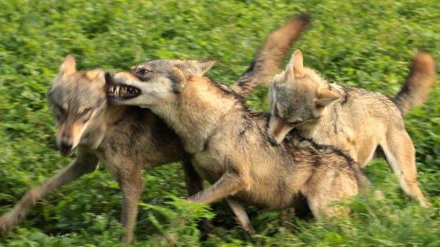 wolfsrudel-flickr-by_s.jpg