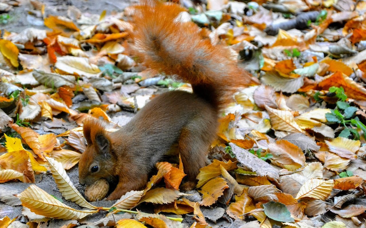 Vorräte werden im Herbst vergraben, aber nicht immer wieder gefunden. 