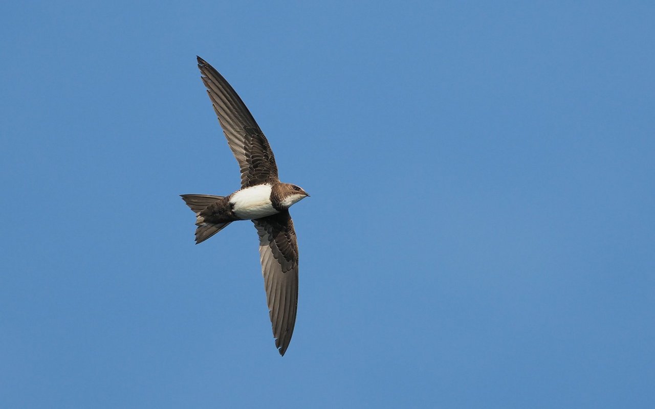Der Alpensegler (Tachymarptis melba) verbringt fast sein gesamtes Leben im Flug. Im Glockenturm der Stadtkirche Biel ziehen rund 100 dieser Vögel jedes Jahr ihre Küken auf.