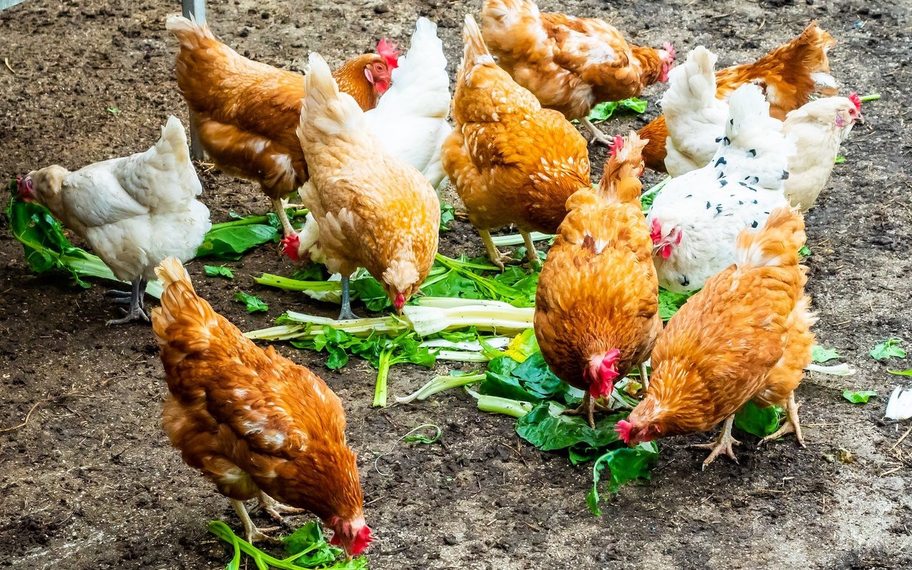 Grünfutter macht einen grossen Teil der Hühnernahrung aus. 