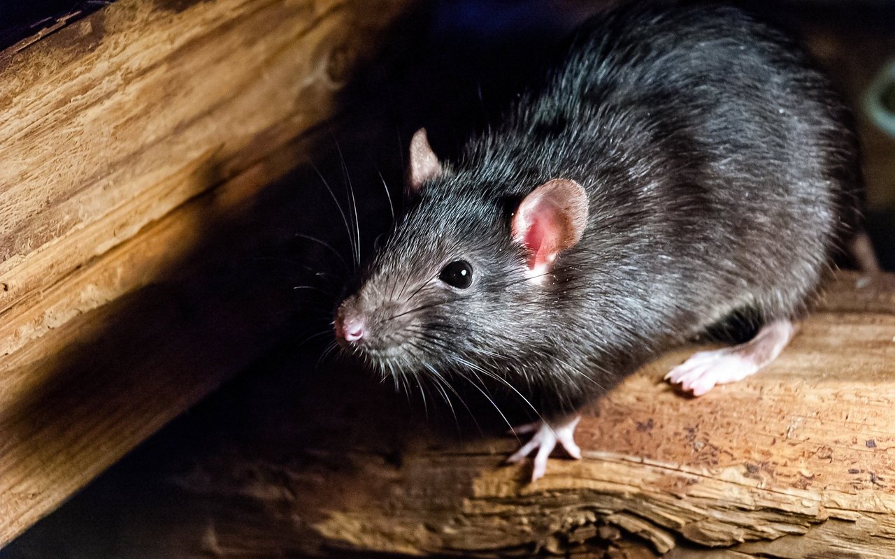 Ratten: Ursprünglich aus Asien stammend haben sich die Nager mittlerweile auch in der Schweiz etabliert. Sie hausen in Dachböden, Lagerhäusern, Scheunen oder in der Kanalisation. In Gebäuden können sie grossen Schaden anrichten: Sie nagen sich durchs Material, verschmutzen Lebensmittel und übertragen eine Menge Krankheiten.