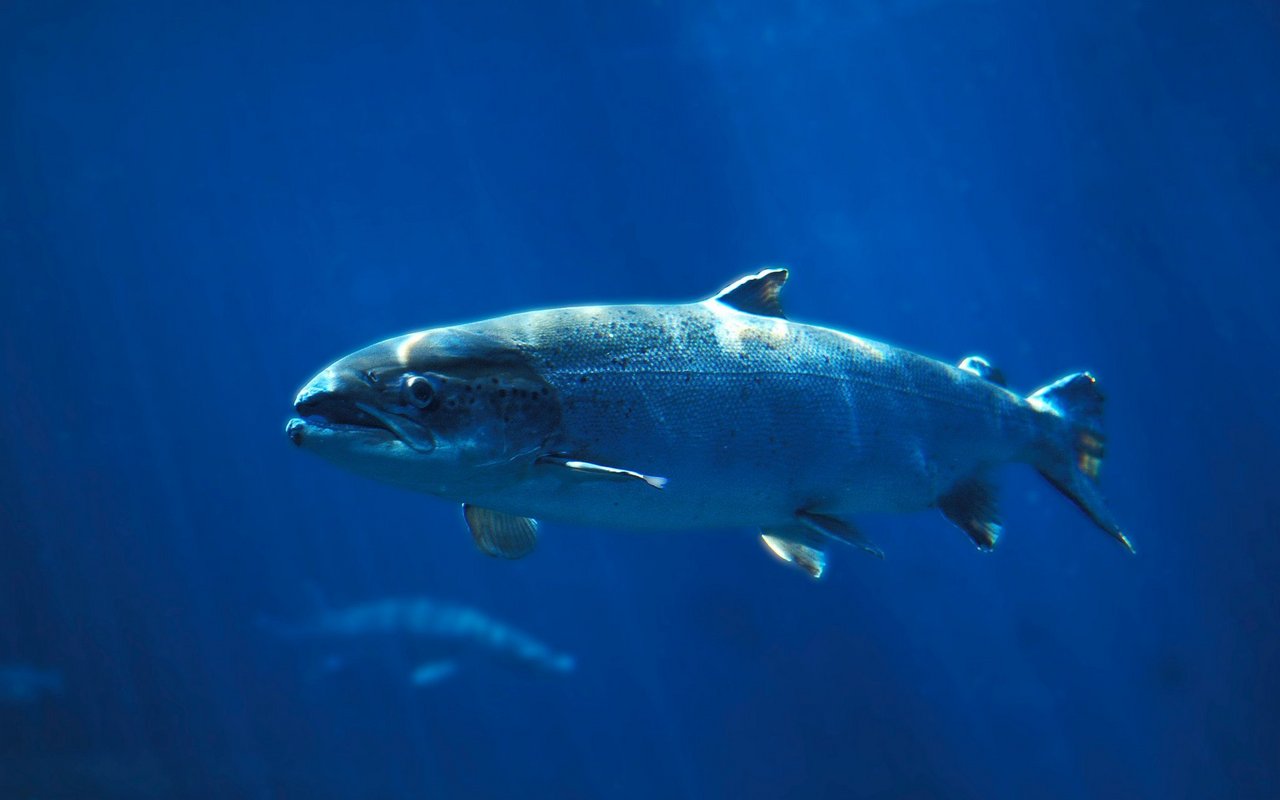 Wer Lachs aus der Farm isst, unterstützt Lachsfarmen, die die Umwelt schädigen.