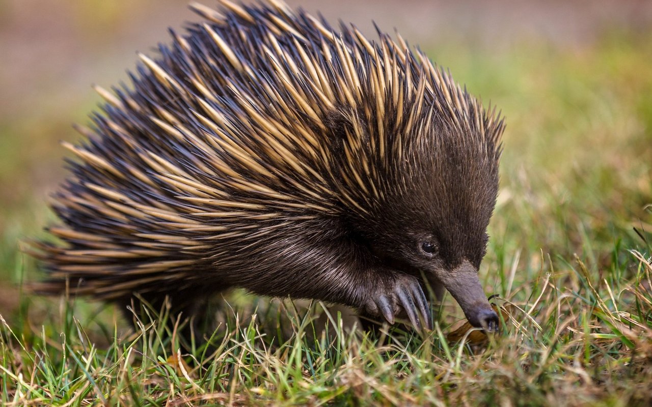 Ameisenigel kommen in Australien, auf Tasmanien und auf Neuguinea vor. 