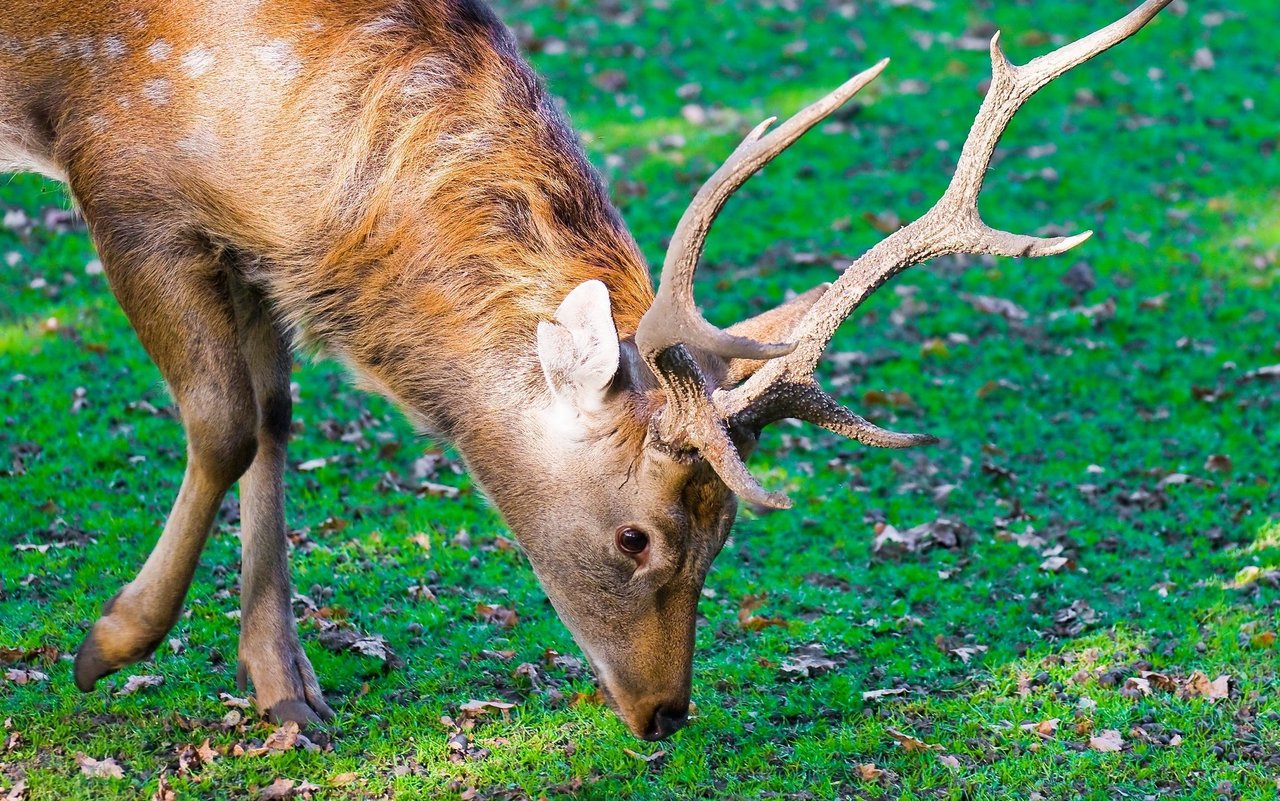 Der Sikahirsch ist eine kleinere bis mittelgrosse Hirschart.