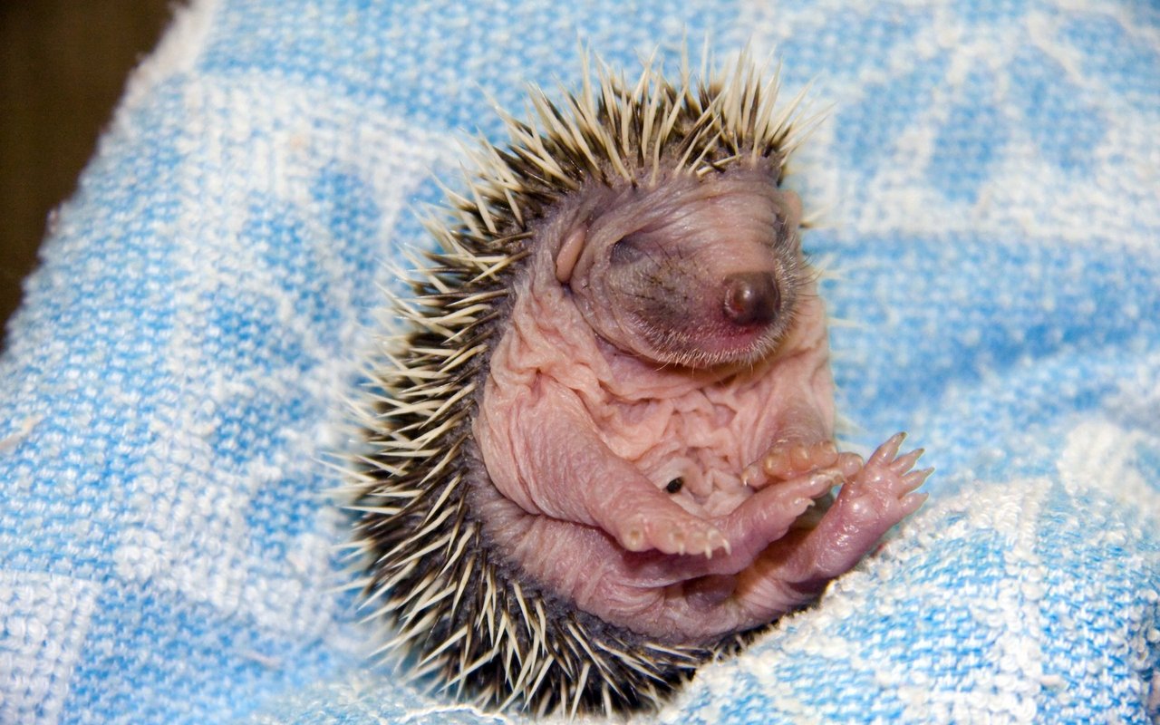 Igel kommen blind nackt auf die Welt, sind jedoch bereits mit Stacheln ausgerüstet, die sie vor Feinden schützen.