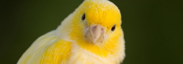 Kanrienvogel im Portrait