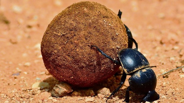 Die Larven des Pillendrehers wachsen in einer Kugel aus Kot auf.