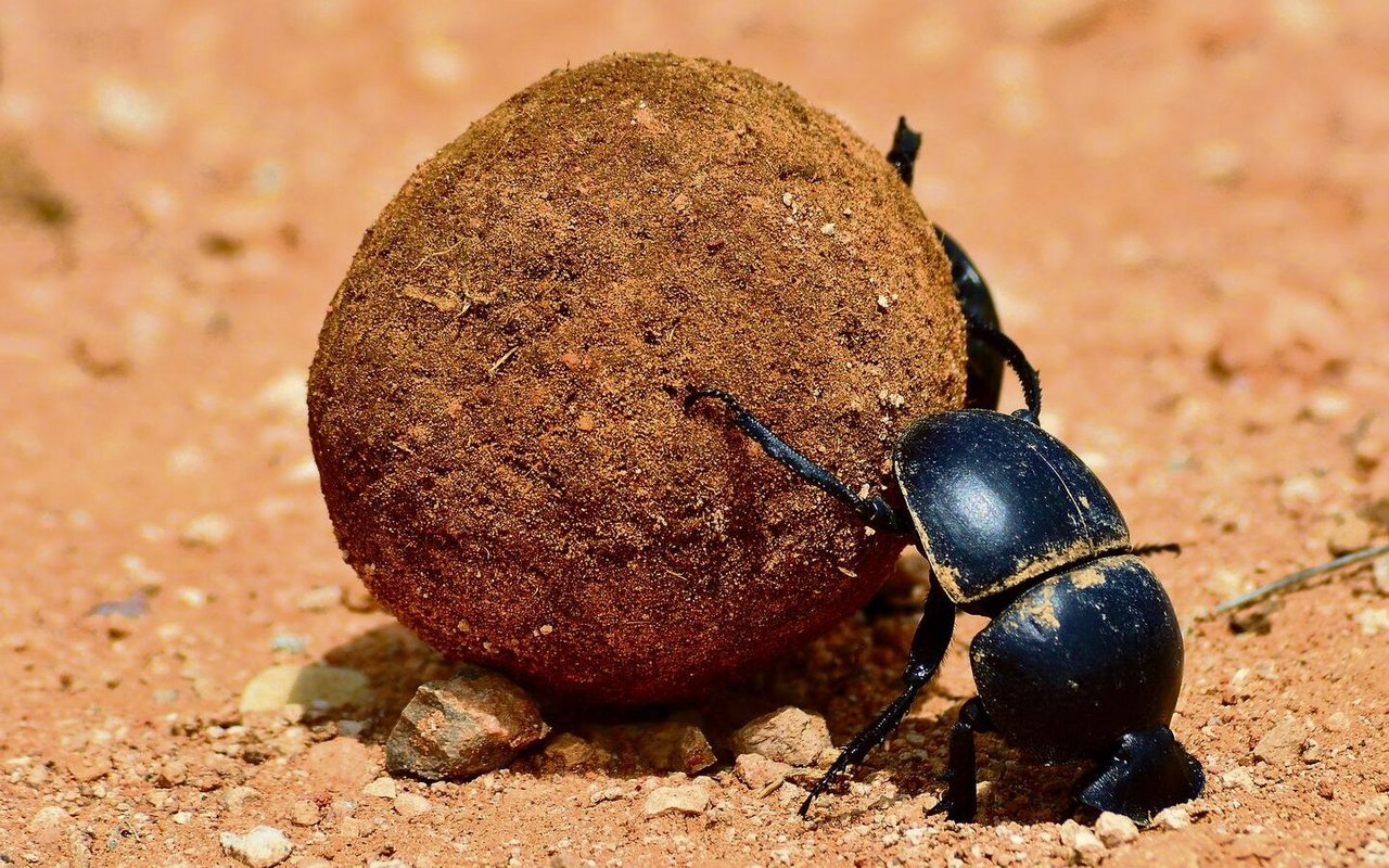 Die Larven des Pillendrehers wachsen in einer Kugel aus Kot auf.