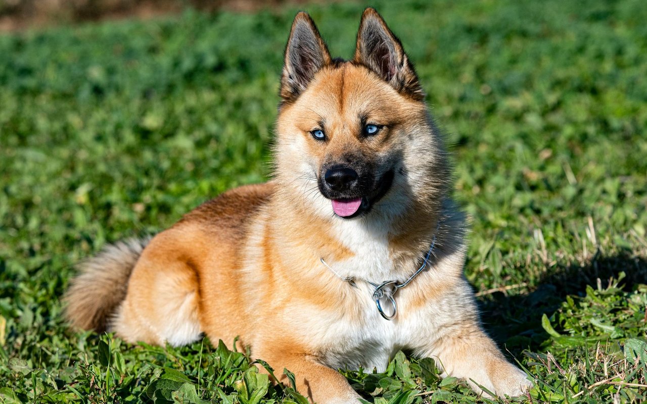 Jeder Pomsky hat seinen eigenen Charakter.