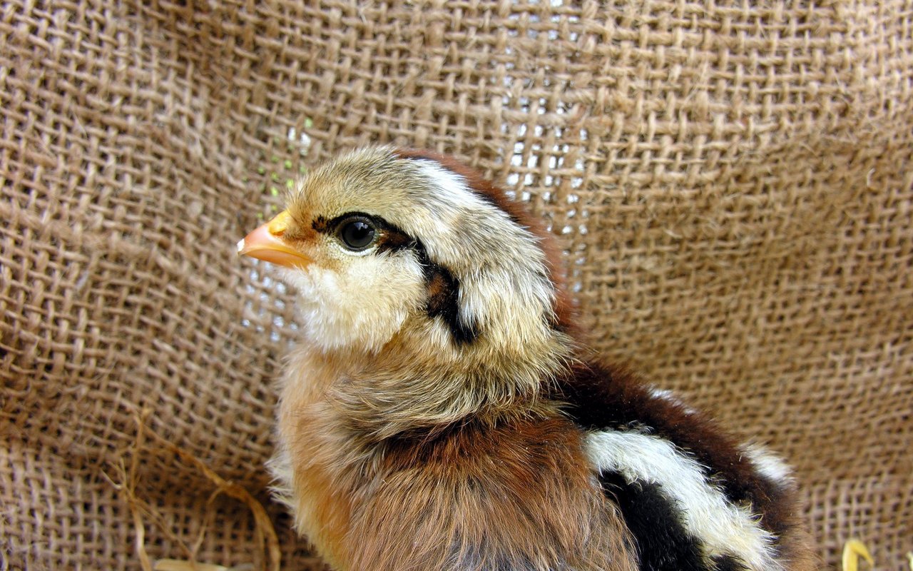 Ein Appenzeller Barthuhn Küken. 