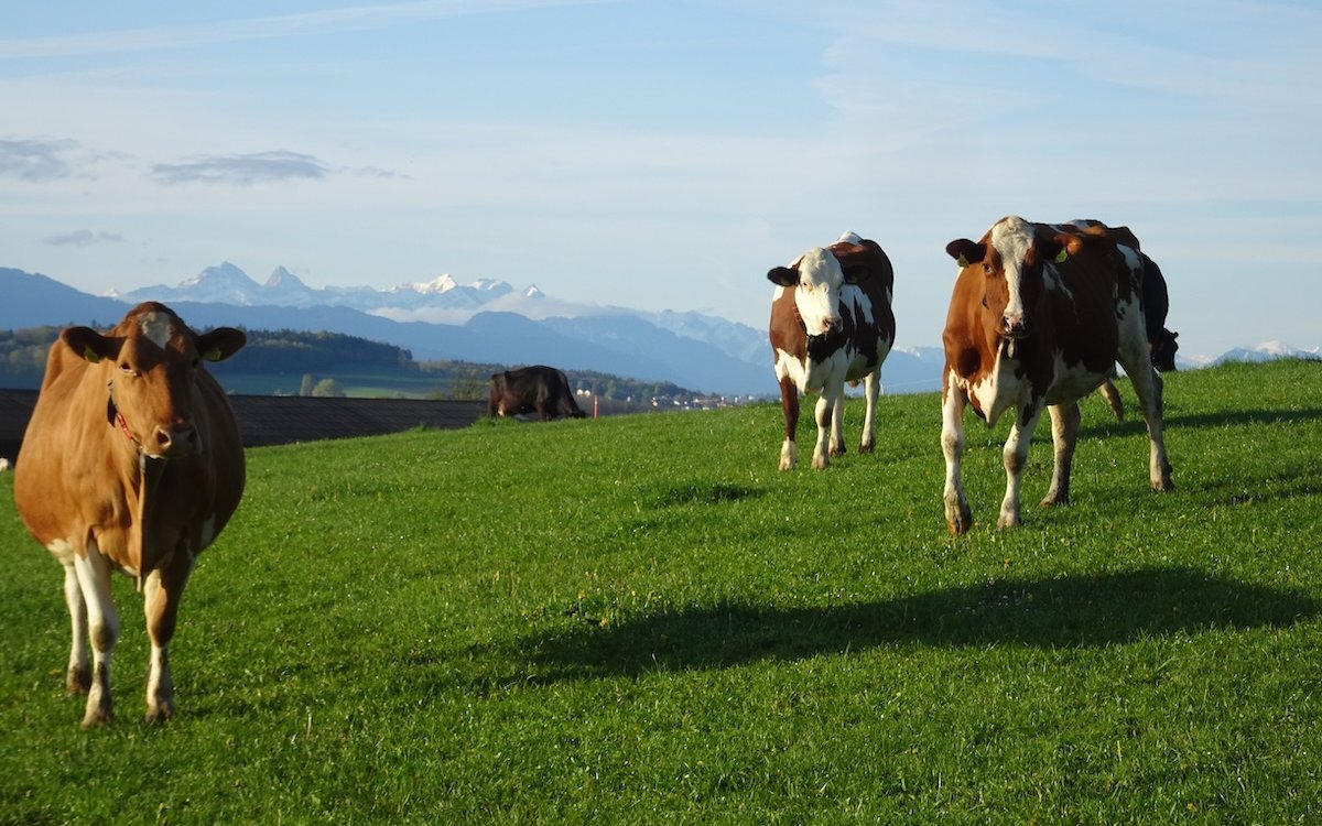 Eine Kuh möchte Licht, Luft, frisches Wasser und Ruhe. Das findet sie besonders auch auf der Weide. 