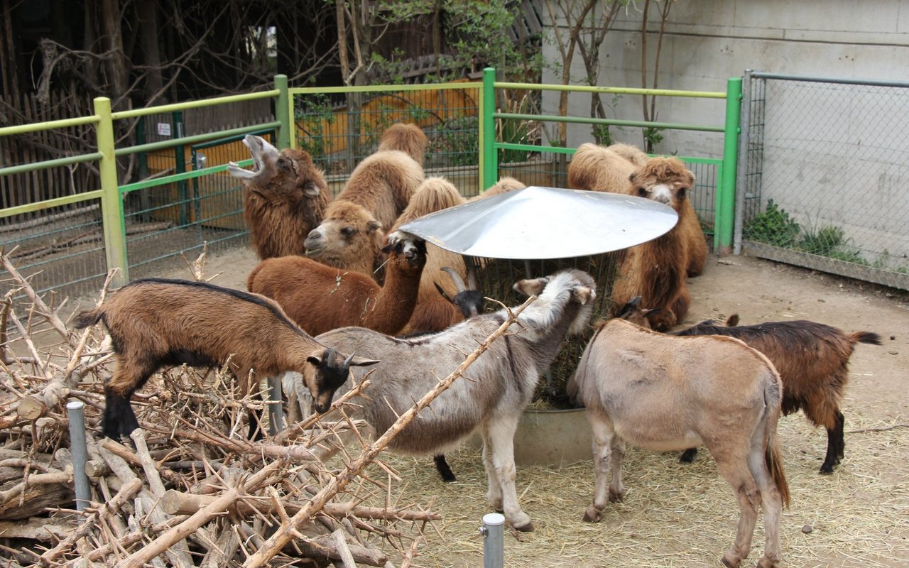 Bei den Besuchern ist der Zoo hingegen beliebt. 