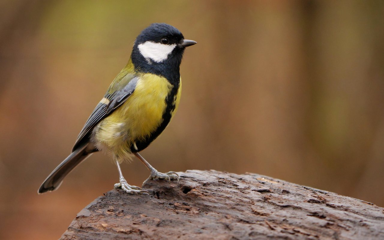 Die Kohlmeise ist der typische Gartenvogel schlechthin. 