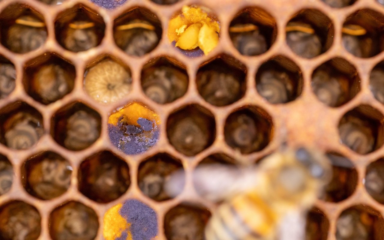 Die violetten Pollen sind von Mohnblumen.