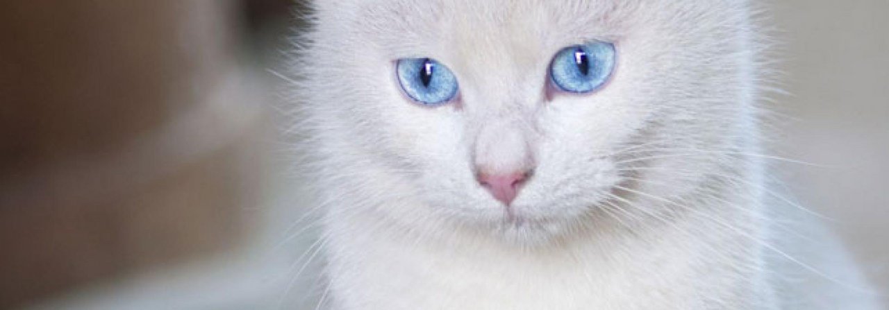 Weisse Katzen mit blauen Augen sind aufgrund eines Gendefekts häufig einseitig oder auf beiden Ohren taub.