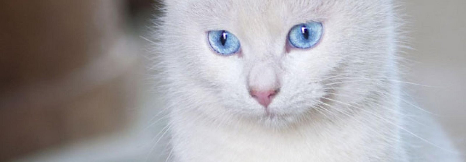 Weiße Katze Mit Blauen Augen Kaufen Ein Leben in ewiger Stille - tierwelt.ch | TierWelt