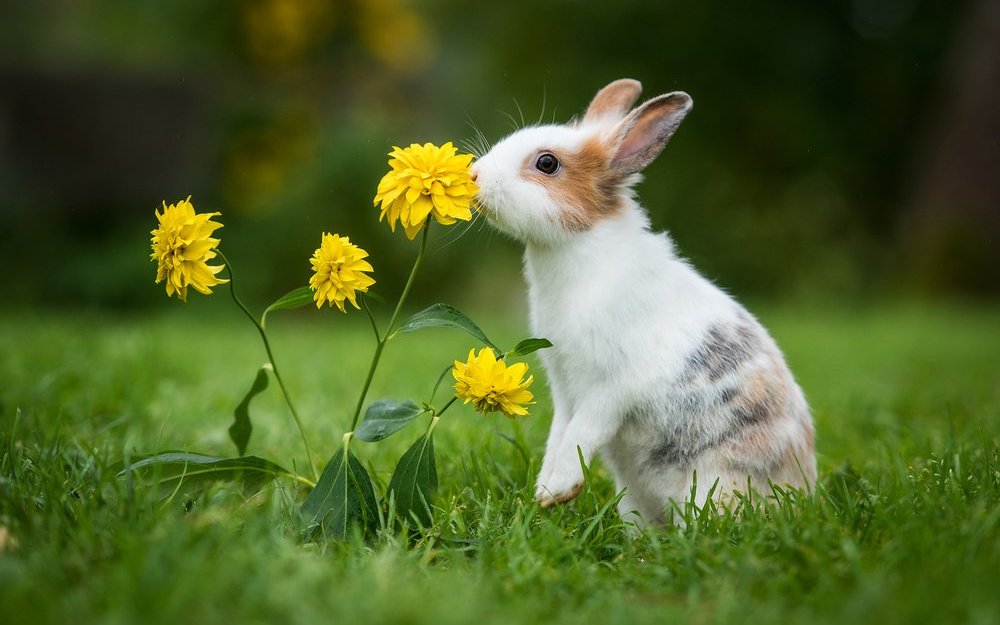 Zuvor völlig fitte Kaninchen können bei einer Erkrankung an der Chinaseuche plötzlich sterben.