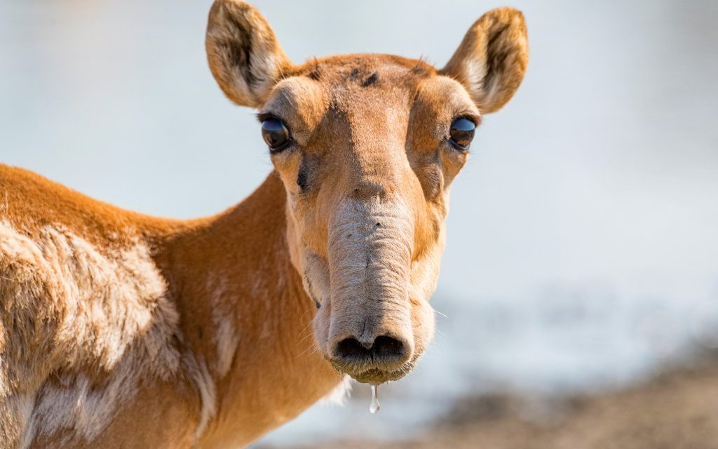 Ein Saiga-Antilopen Weibchen.