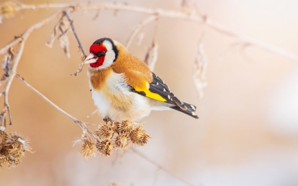 Augen auf beim Bird Race: Mit jeder Vogelart sammelt ein Team Spendengelder für ein BidLife-Projekt.