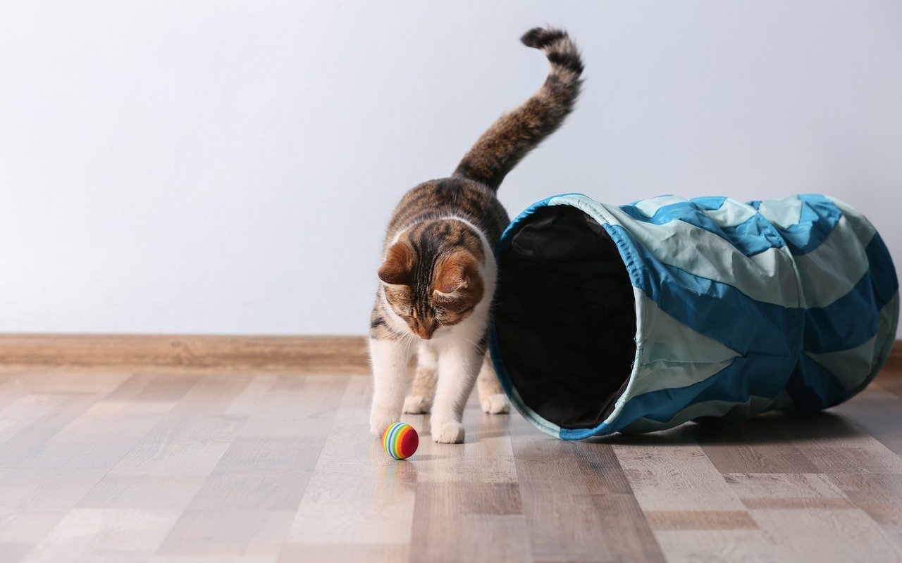 Ein Ball hier, eine Gummimaus dort: Ist in der Wohnung genügend Spielzeug verteilt, fühlt sich Kitty gleich wohler.