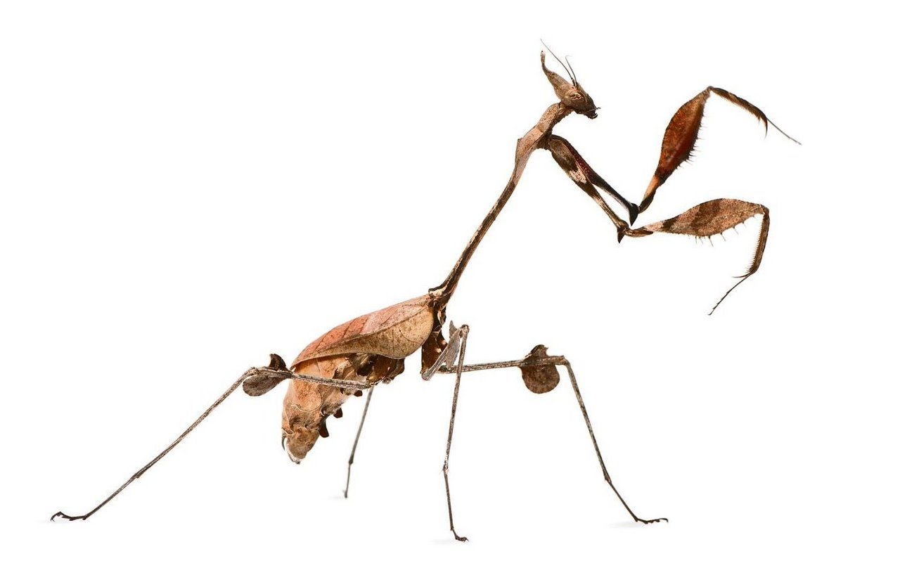 Gottesanbeterinnen sind bizarr aussehende Insekten. 