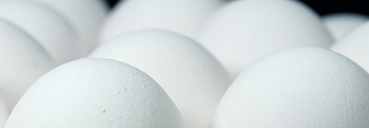 So wendet man Eier während der Lagerung, bevor sie in den Brutkasten gelegt werden.