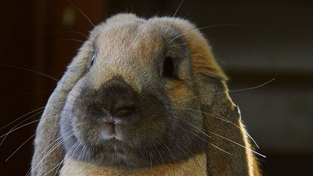 Kleinwidder-kaninchen haben hängende Ohren und werdenzutraulich.