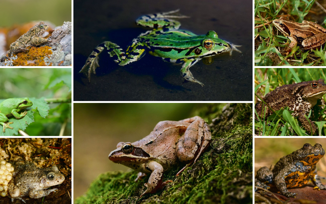 Auf der Welt gibt es rund 7000 verschiedene Amphibienarten.