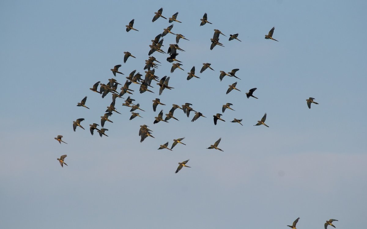 Felsensittichwchwarm am Himmel Argentiniens. 