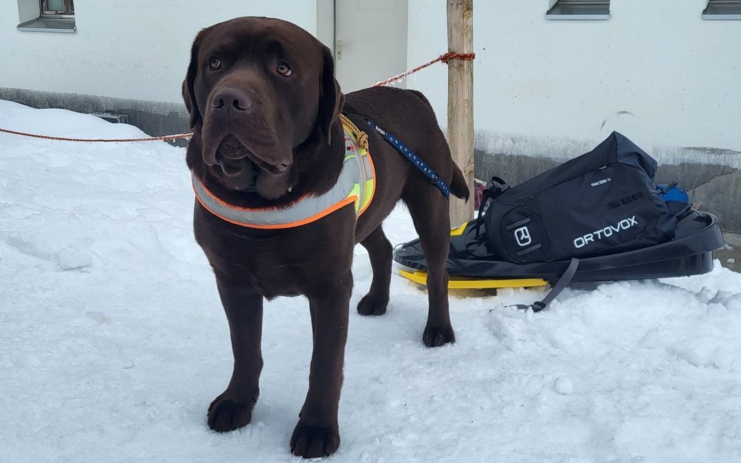 Junghund Willy wartet sehnlichst auf seinen Auftritt.
