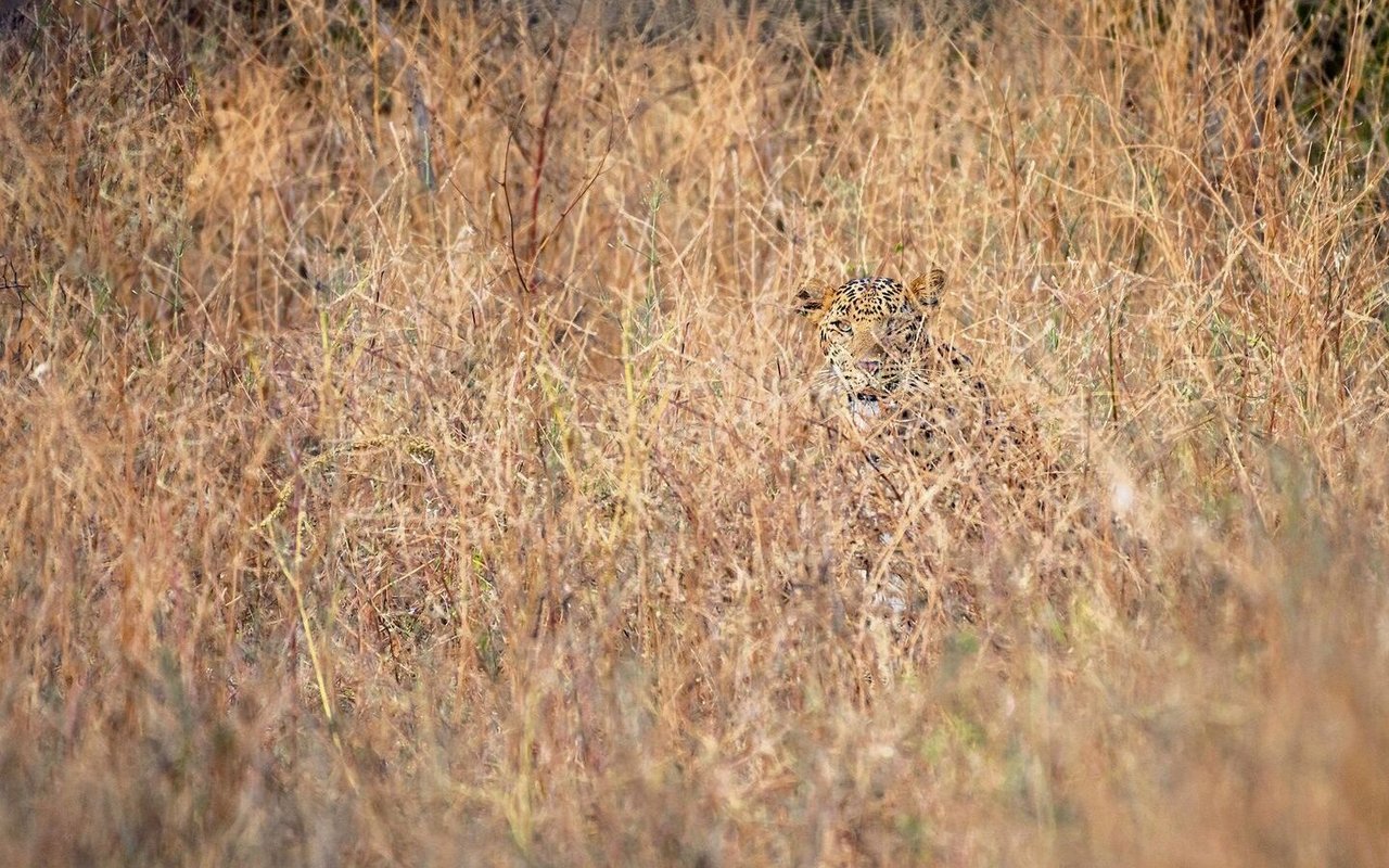 Der Indische Leopard muss sich nur im Gras der Savanne ducken, um nicht gesehen zu werden.