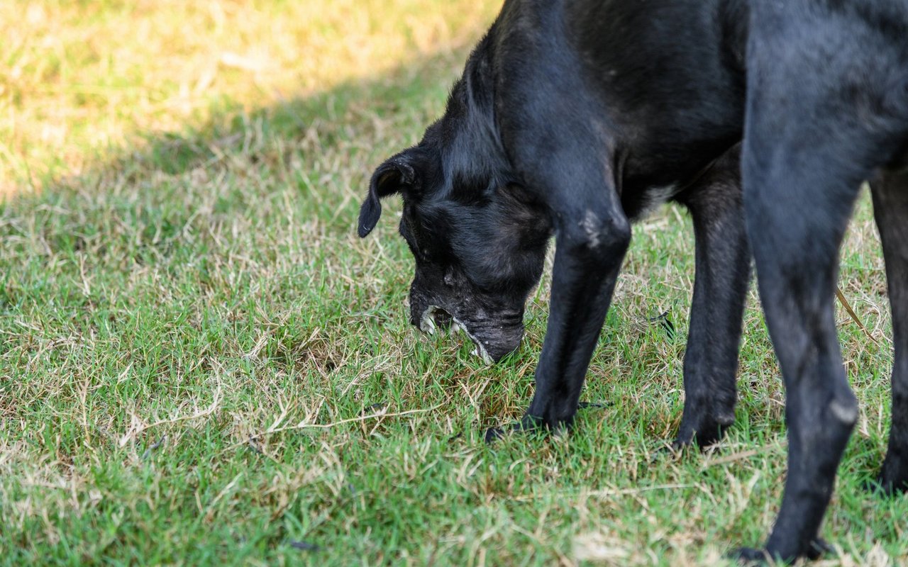 Beim Spaziergang sollte man wegen Giftködern den Hund immer im Auge behalten. 