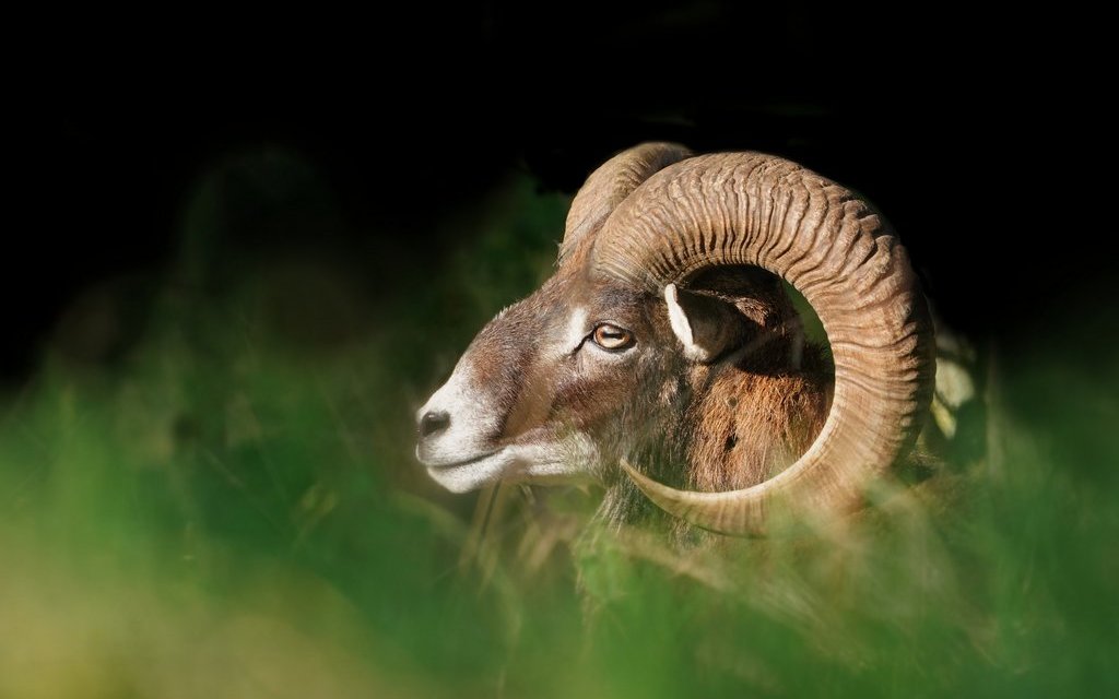 Das Horn besteht aus einem Knochenzapfen, der mit einer Hornschicht überzogen ist.